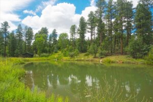 Peaceful forest pond surrounded by tall pine trees in the Torreon Fishing pond under a partly cloudy sky, with a small rustic cabin on the left edge of the water.