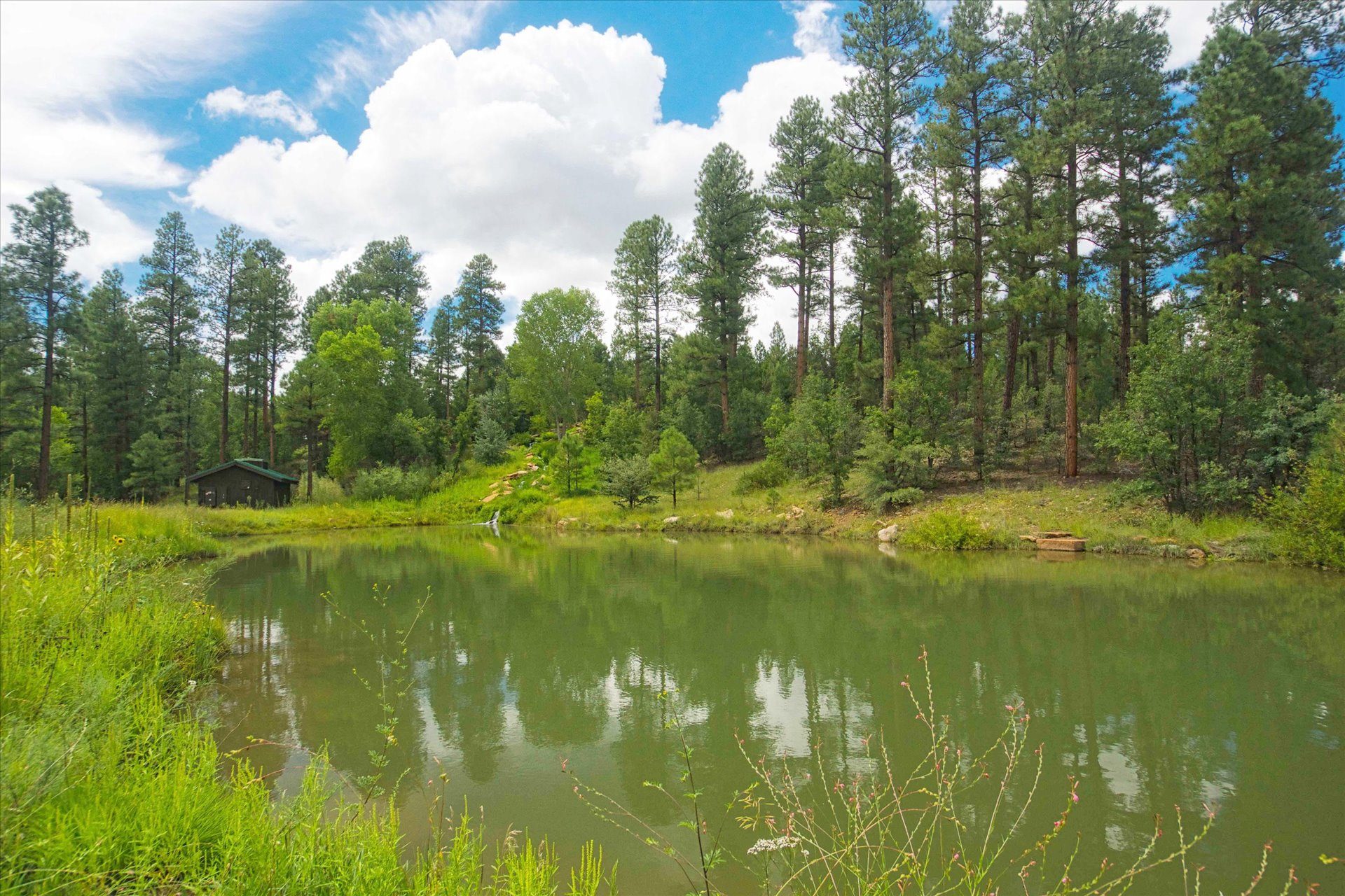 Peaceful forest pond surrounded by tall pine trees under a partly cloudy sky, with a small rustic cabin on the left edge of the water. Located in Torreon, Show Low AZ